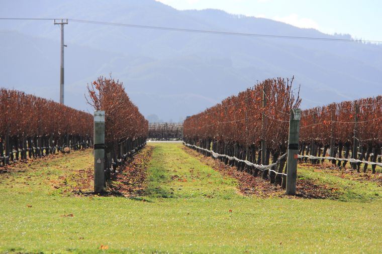 Autumn vineyard rows near Blenheim