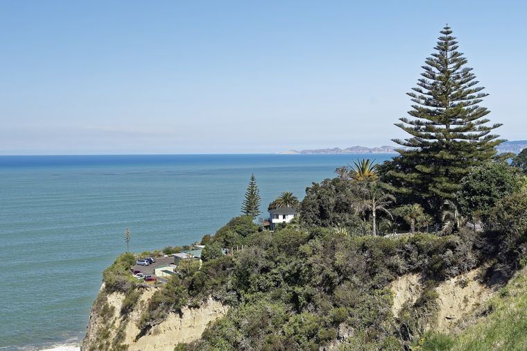 Coastal cliffs and a Norfolk pine above the sea near Napier