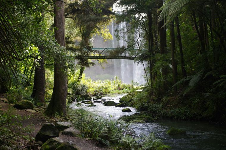 A forest stream near Whangārei Falls