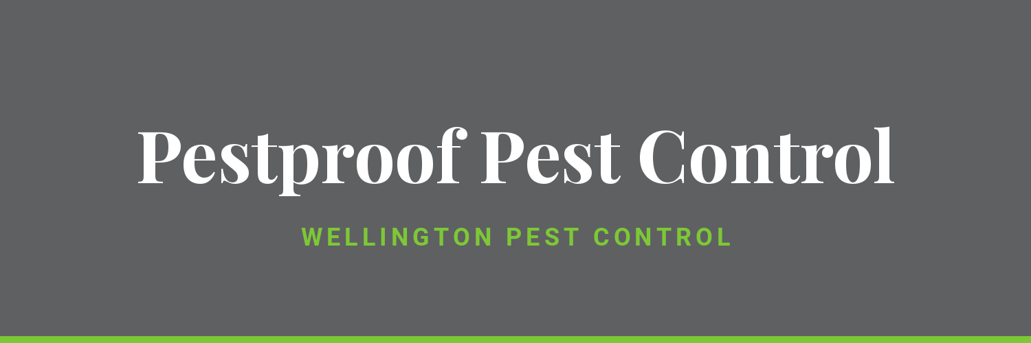 Pestproof Pest Control - PMANZ member treating borer across Wellington and Kapiti